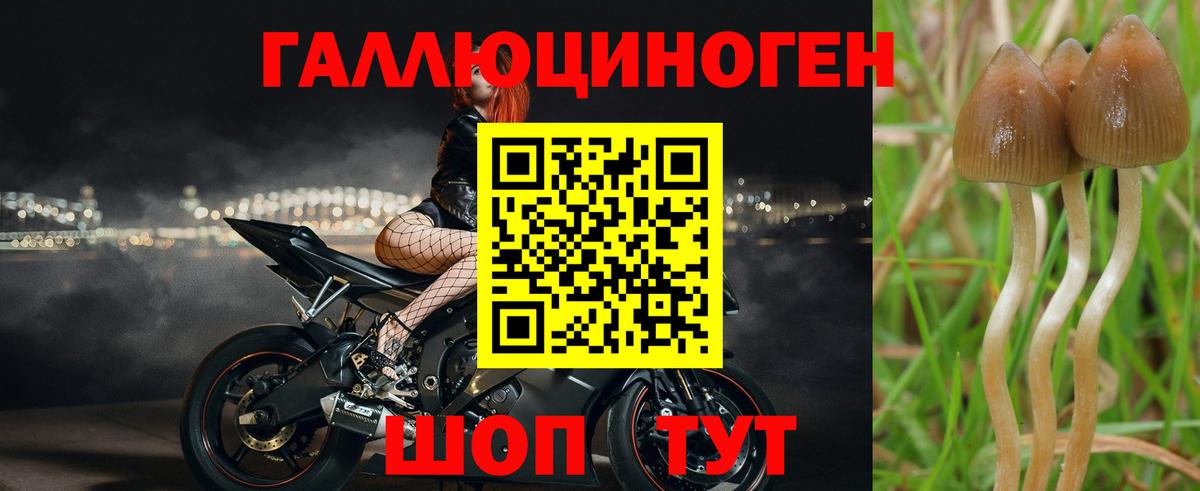 Узловая  Псилоцибиновые грибы Cubensis  Псилоцибиновые грибы прущие грибы  Вход с VPN 